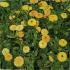 Koloman Moser, Ringelblume © Leopold Museum, Wien, Inv. 151