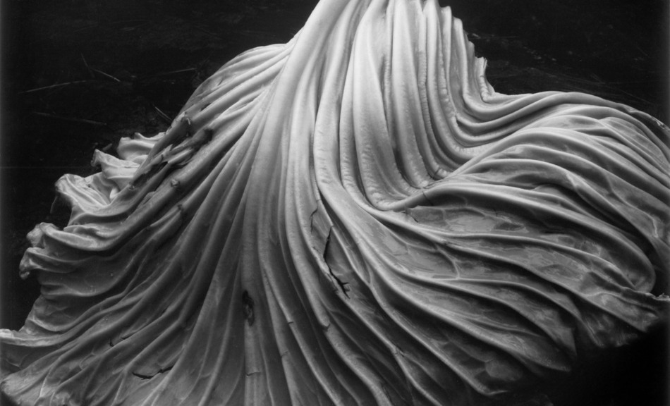 Edward Weston, Cabbage Leaf (39V), 1931 © Center for Creative Photography, Airzona Board of Regents