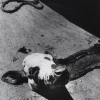 ATELIER D’ORA | Severed calf’s head in a Parisian slaughterhouse | c. 1954 © Museum für Kunst und Gewerbe Hamburg | Photo: Museum für Kunst und Gewerbe Hamburg