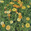 KOLOMAN MOSER, Ringelblumen, 1909 © Leopold Museum, Wien