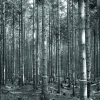 MORIZ NÄHR | Forest Interior | c. 1890 © Klimt-Foundation, Vienna | Photo: Klimt-Foundation, Vienna