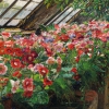 OLGA WISINGER-FLORIAN, Gloxinias in the Greenhouse of Grafenegg Castle, 1905 © Private collection Photo: Auktionshaus im Kinsky, Vienna