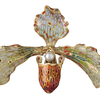 Orchideenbrosche, um 1902-1905 © Hessisches Landesmuseum Darmstadt, Darmstadt, Inv. Kg 65:C330