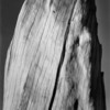 Ansel Adams, White Stump, 1936 © 2011 The Ansel Adams Publishing Rights Trust