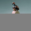 Anonym, Kopf einer lebensgroßen malanggan-Puppe, kovabat oder mandas mit Vogel © Fondation Beyeler, Riehen/Basel