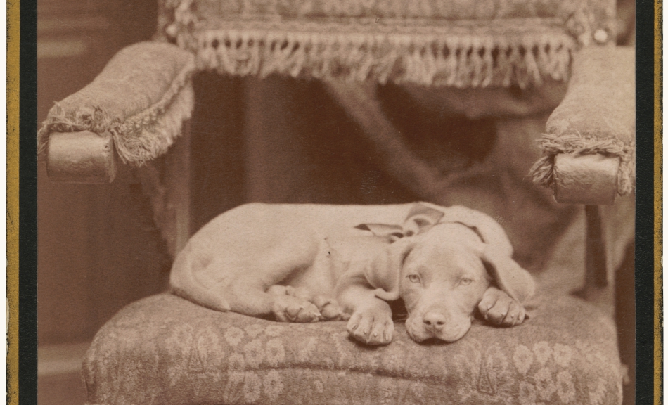 Otto Schmidt, Hundeporträt, um 1885 © Mila Palm, Wien, Foto: Mila Palm, Wien