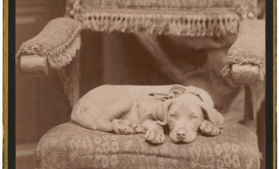 Otto Schmidt, Portrait of a dog, c. 1885 © Mila Palm, Vienna, Photo: Mila Palm, Vienna