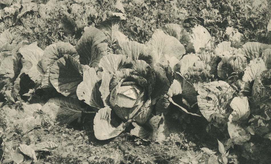 Otto Schmidt, “Foreground Study, Cabbage” © Photoinstitut Bonartes, Vienna, Photo: Photoinstitut Bonartes, Vienna