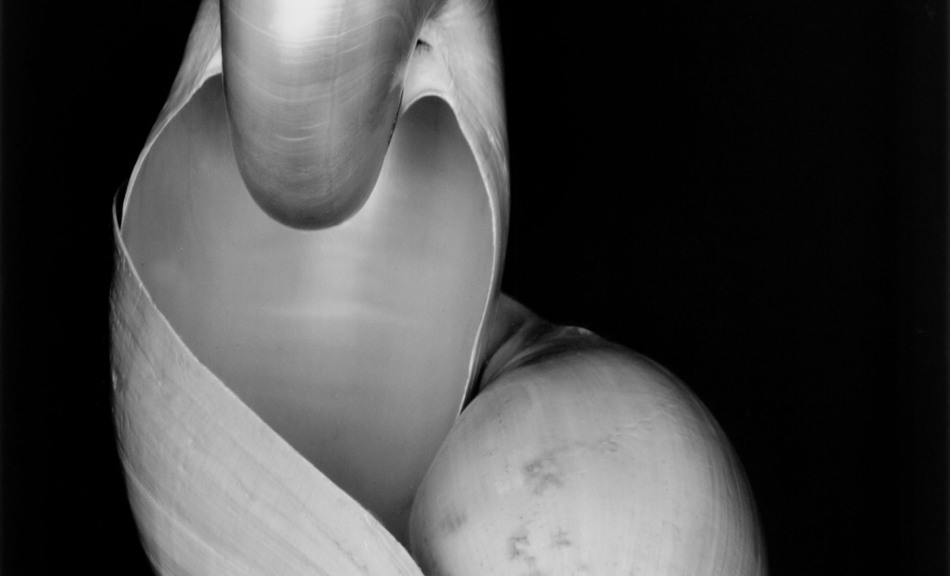Edward Weston, Shell (14S), 1927 © Center for Creative Photography, Airzona Board of Regents