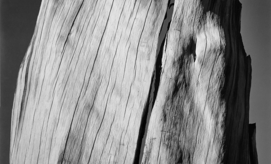 Ansel Adams, White Stump, 1936 © 2011 The Ansel Adams Publishing Rights Trust