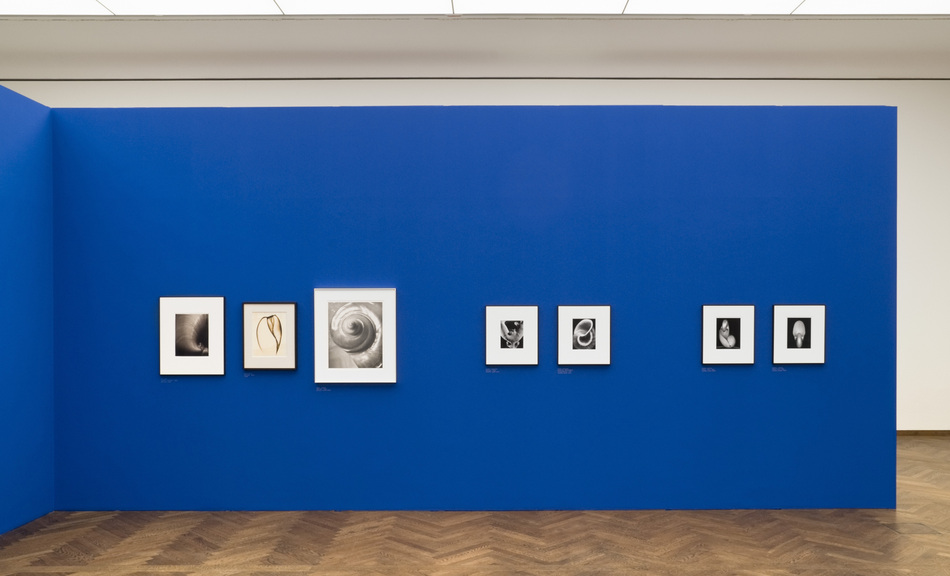 Exhibition View © Leopold Museum / Fritz Simak